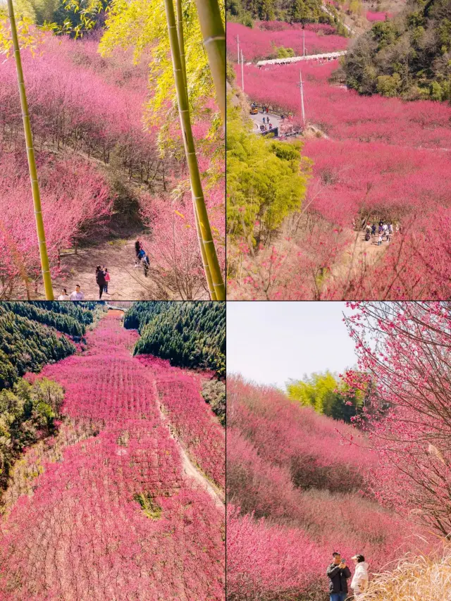 不需要門票！在杭州！千畝萬株紅櫻花海太絕了