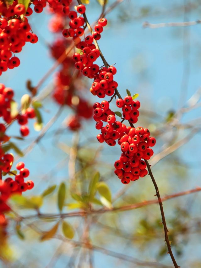 踏春賞花攻略