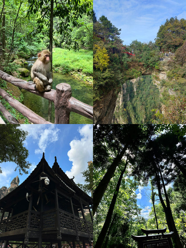 湖南旅遊｜感嘆大自然的鬼斧神工-張家界森林公園