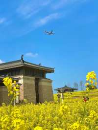探索成都之美：成都雙流廣都博物館春日賞花之旅