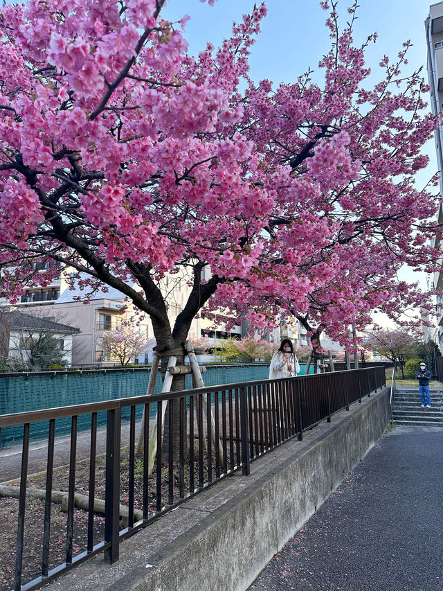 東京 3月賞早櫻必打卡！