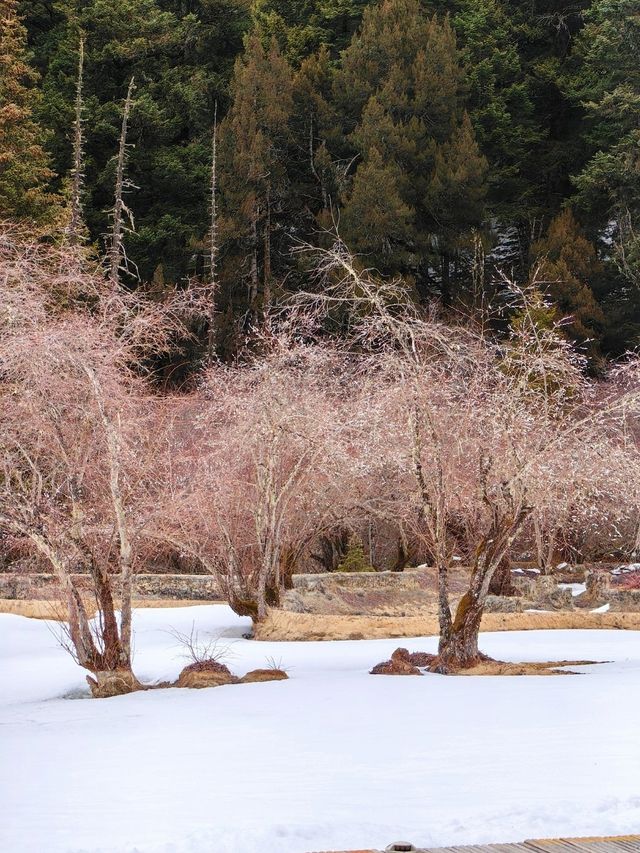 五彩池依然在白雪堆里呢