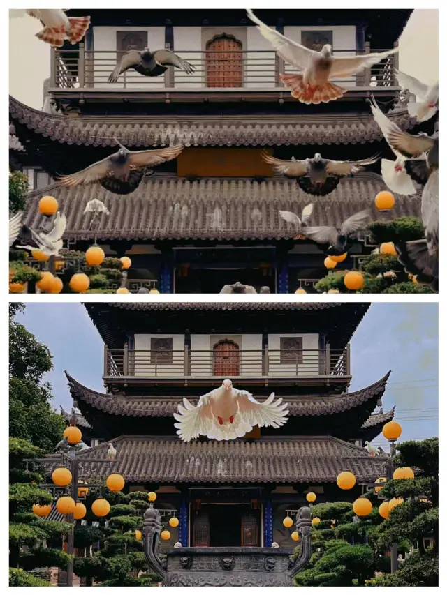 Shanghai's off-the-beaten-path attractions, you should always visit Zhenru Temple to see the pigeons~