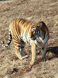 沈陽|森林動物園週末一定要來哦