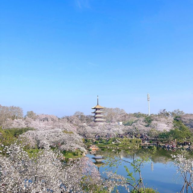 桃花盛開,仿彿置身仙境 桃花盛開,仿彿置身仙境