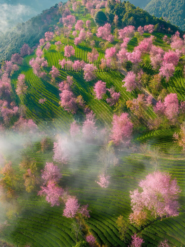 大理無量山：我栽一段櫻色贈你，好讓你不遜色於這人間錯落煙火