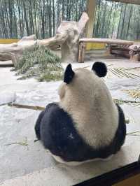 0元攜娃去杭州野生動物園！