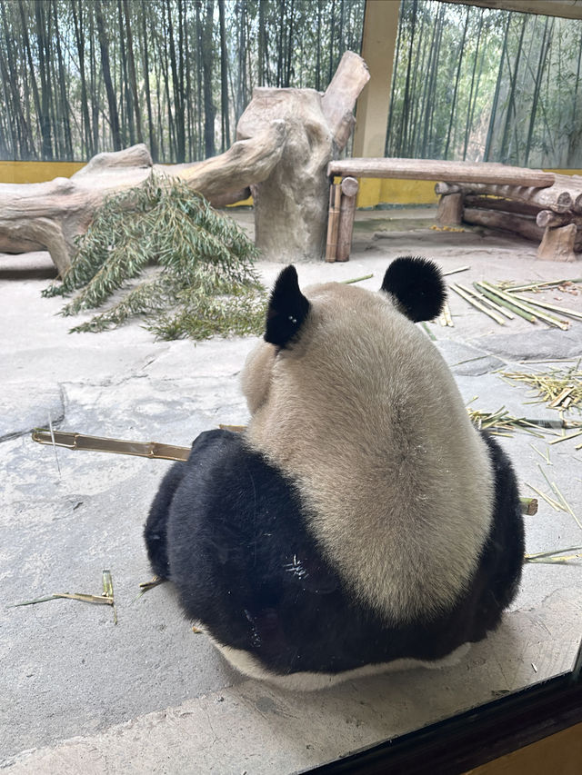 0元攜娃去杭州野生動物園！