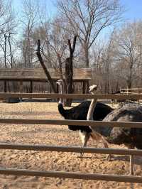 秦皇島野生動物園|帶娃投喂的快樂