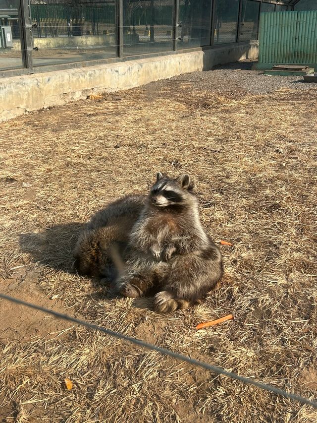 秦皇島野生動物園|帶娃投喂的快樂