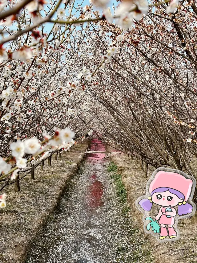 Suzhou | The fragrance of plum blossoms in Xiaxia Bay Plum Garden is overwhelming