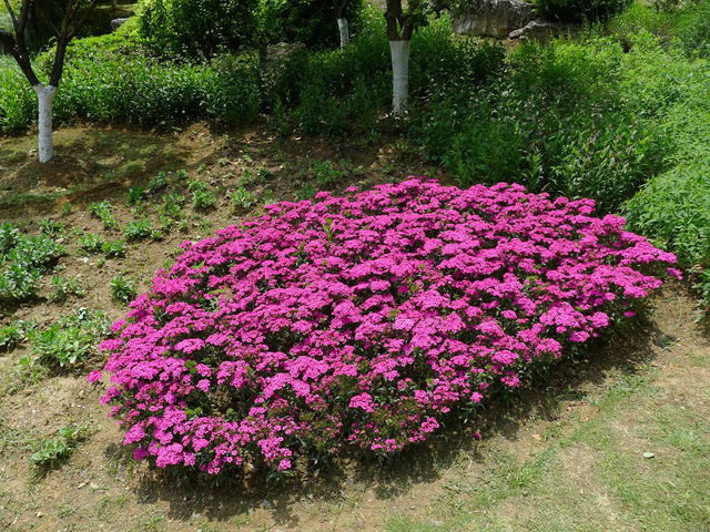鮮花山谷——登高雲山·雲谷花境