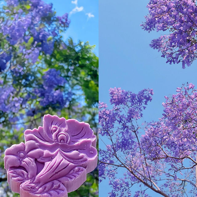 這不是澳洲，這是昆明最浪漫的花海…