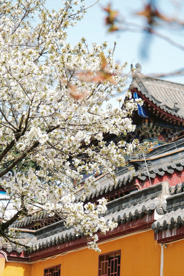 感受一下武漢市中心「山寺銀櫻」的宿命感