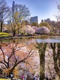 Central Park Cherry Blossoms are Blooming ❤️
