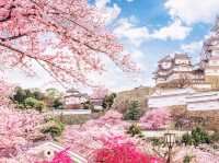 Stunning Colours of Himeji Sakura
