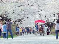Sakura Brightness