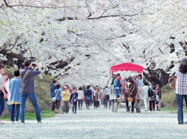 Sakura Brightness