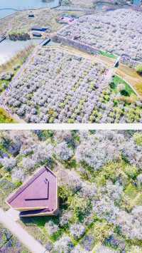 江蘇4月賞花必去三台山梨蘭會美到你不敢想像