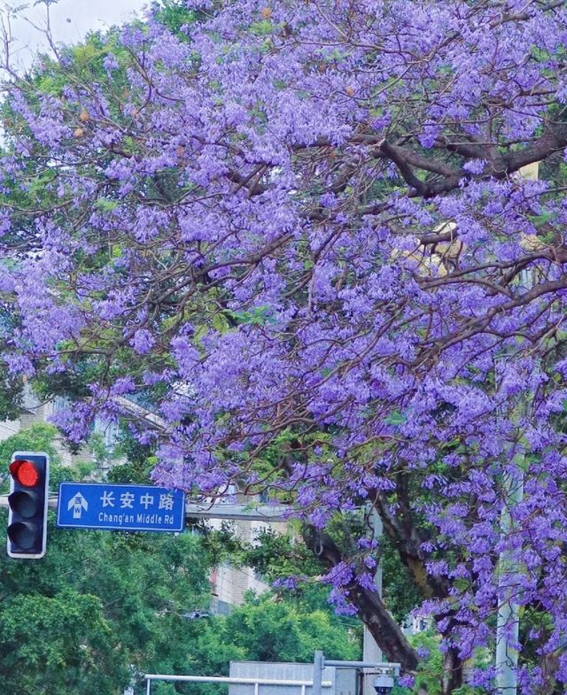 藍花楹開啦屬於西昌四月的浪漫