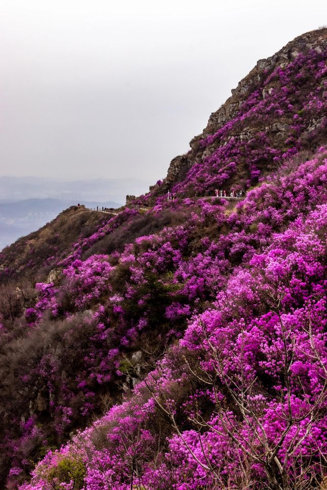 大連 | 杜鵑花雲海