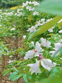 不出遠門過五一，賞花露營遛娃寶藏地