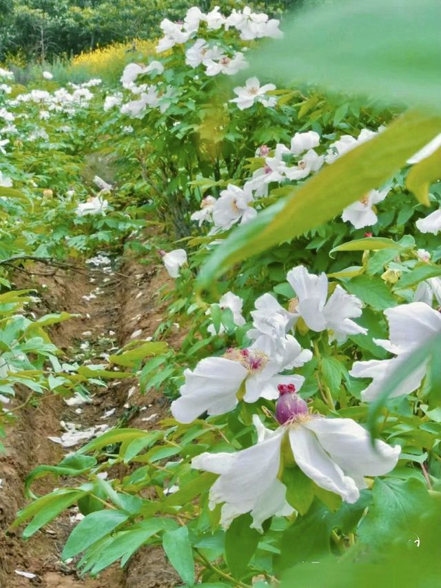 不出遠門過五一，賞花露營遛娃寶藏地