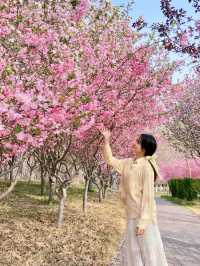 淄博的海棠花也太美啦 齊盛湖