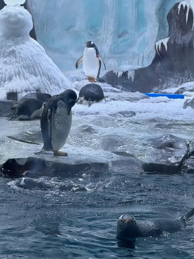 舟山長喬海洋公園攻略：超棒體驗，全室內的奇妙海洋之旅