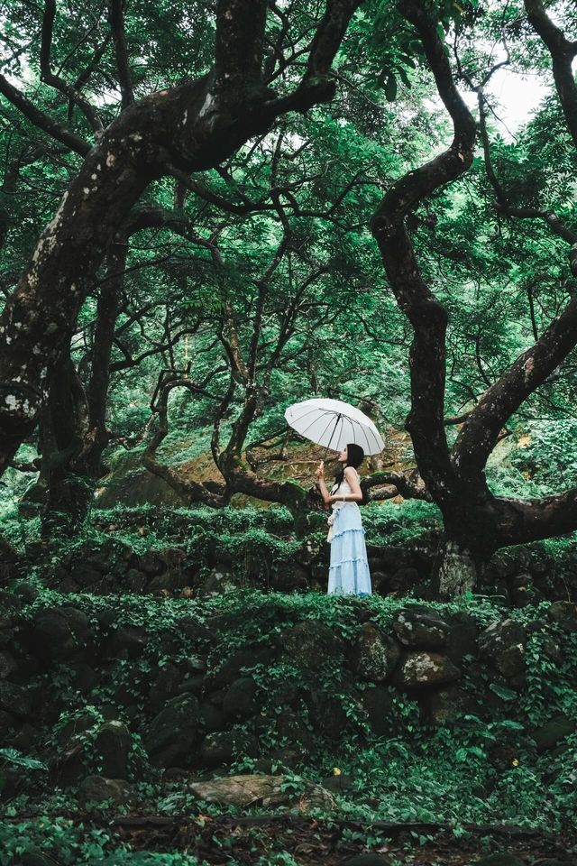 廣州夏日拍照·在廣州發現塞爾達森林，太出片啦！！