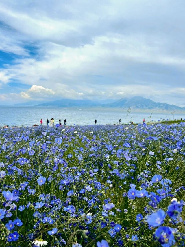 賽里木湖免費花海丨美到哭附賞花攻略