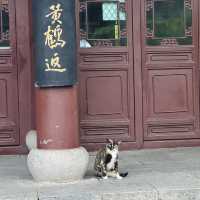 武漢——值得！