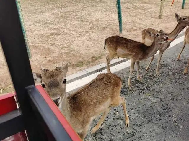 蘭州野生動物園旅遊攻略 🐒✨ 探秘自然，親近萌寵的絕佳去處！