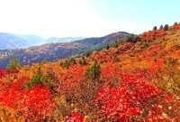 霜葉紅於二月花