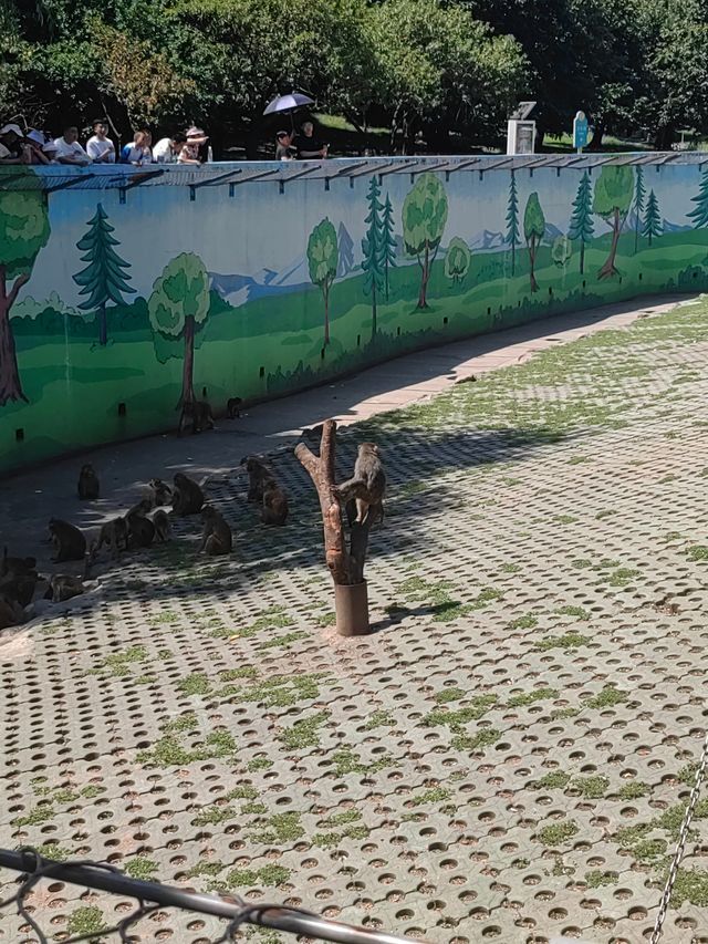 秦嶺野生動物園。