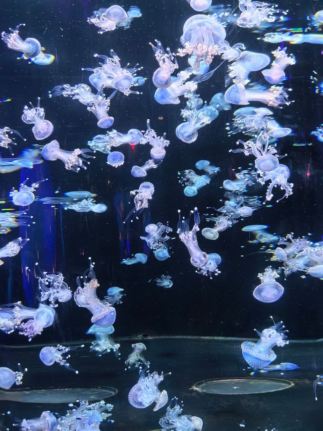 太治癒了｜在海底世界墜入一場藍色的夢。