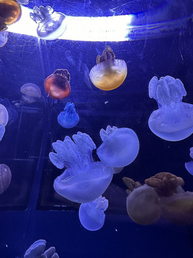 The Super Family Friendly Sumida Aquarium, The Wonders Of the Deep In Tokyo!