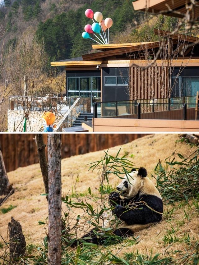 國慶小長假，陝西佛坪開啟一場森系度假之旅。