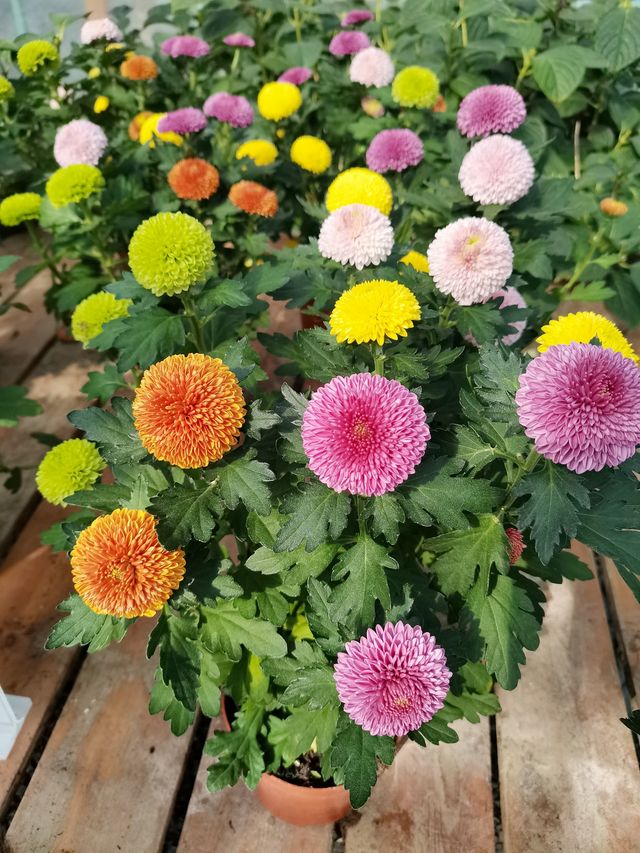 超治癒的多肉植物和花朵。