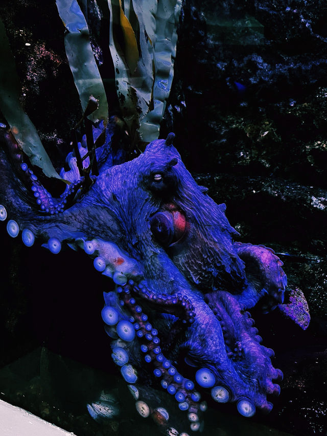【海洋奇觀】達拉斯世界水族館｜探索美國德克薩斯州的海底世界。