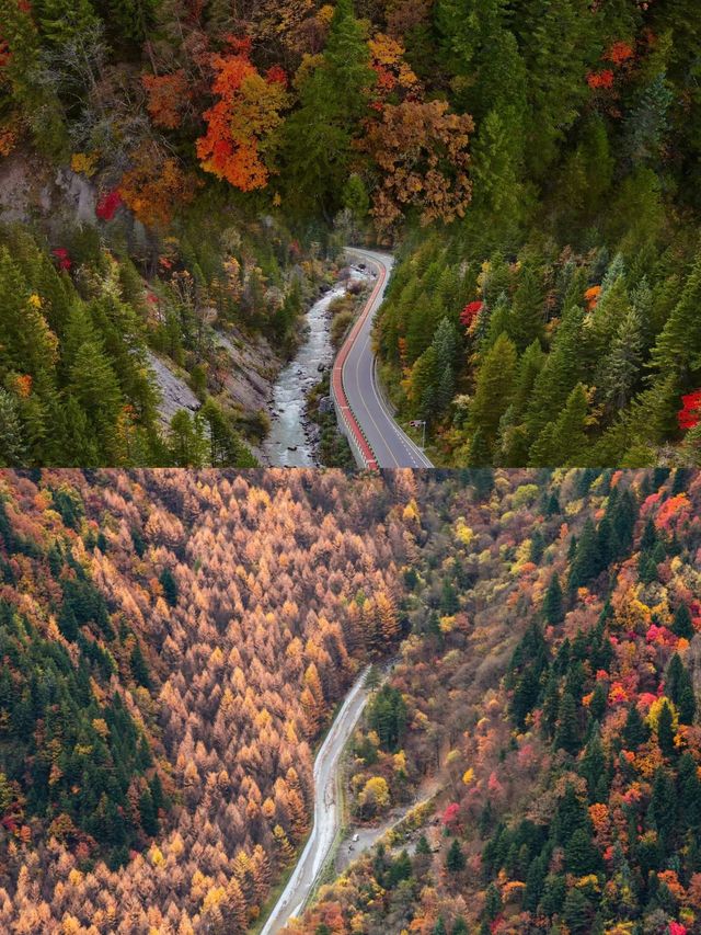 川西的秋景！比起四姑娘山，我更愛這個免費彩林。