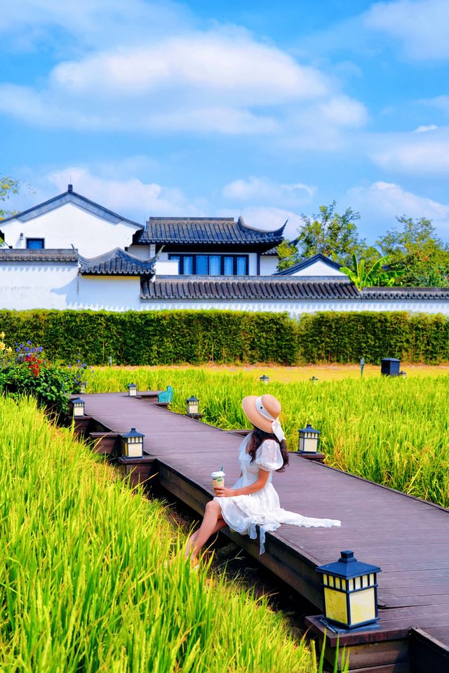 不用去大理！廣東也有自己的「喜洲稻田」。