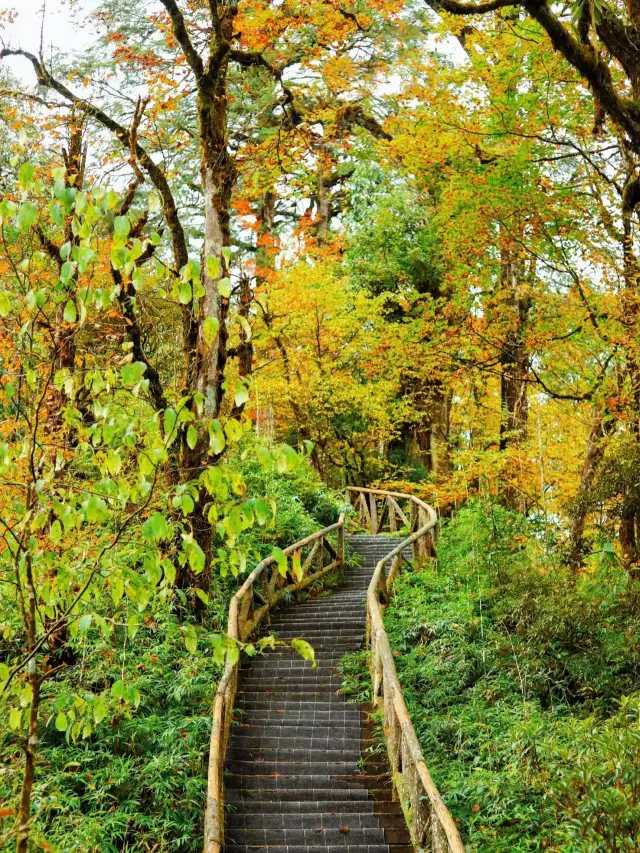 A hidden gem for fall foliage! Longcanggou.