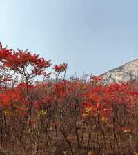 荒野紅葉，異星礦場。