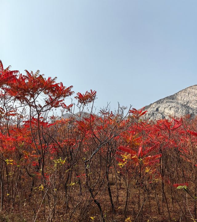 荒野紅葉，異星礦場。