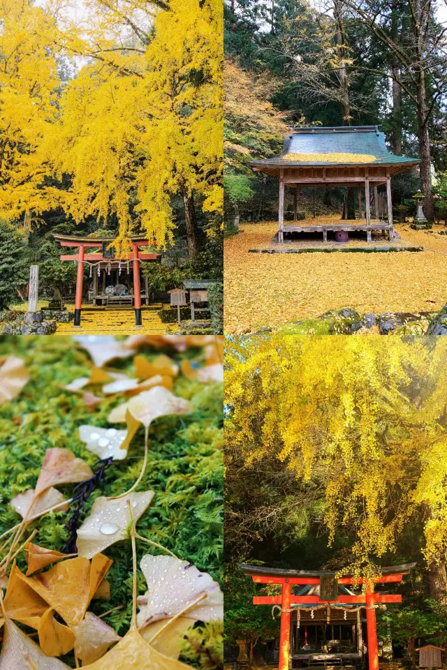 A complete guide to viewing ginkgo trees at Kyoto Iwato Ochiba Shrine.