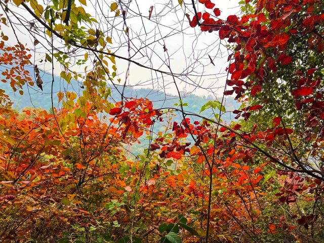 西安‧周至耿峪免費賞紅葉。