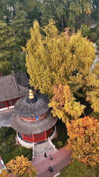 根本不敢想，錯過興慶公園的秋天我有多遺憾。