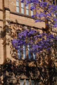 Capture the Perfect Jacaranda Photo Spot