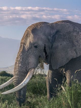 케냐 10일 가을 여행 가이드 | 놓치면 1년을 기다려야 해요.
